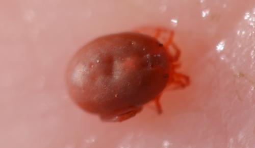 Réf. 356 296 : Hydrachna sp.